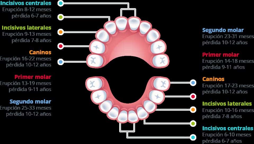 dientes niños