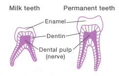 diferencias entre dientes de leche y permanentes