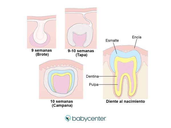 desarrollo dientes bebe