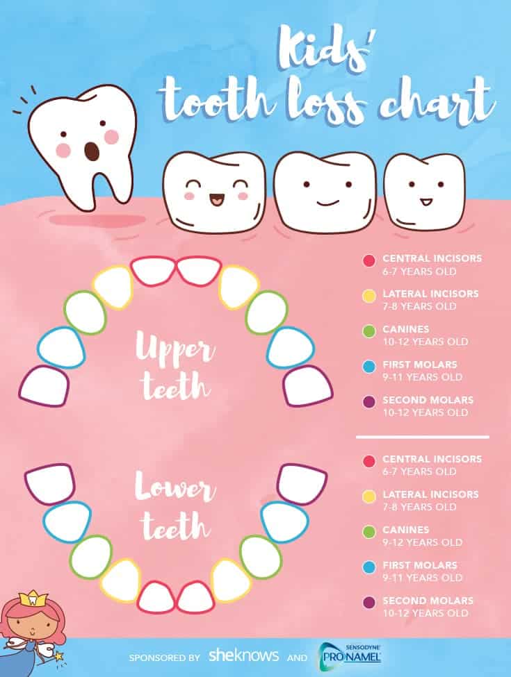 caida de dientes infografia