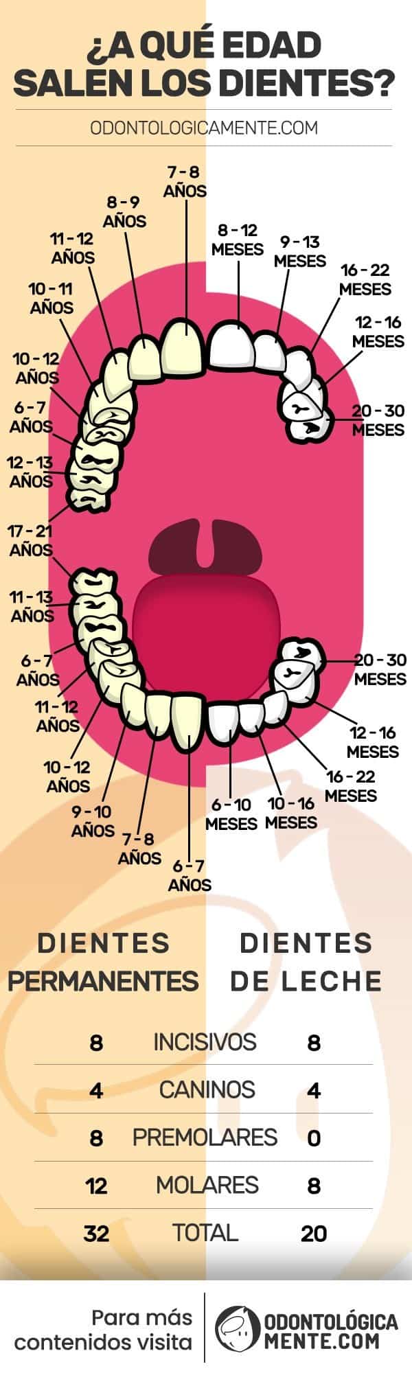 formacion de la dentadura infografia