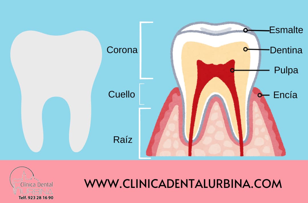 infografia partes del diente