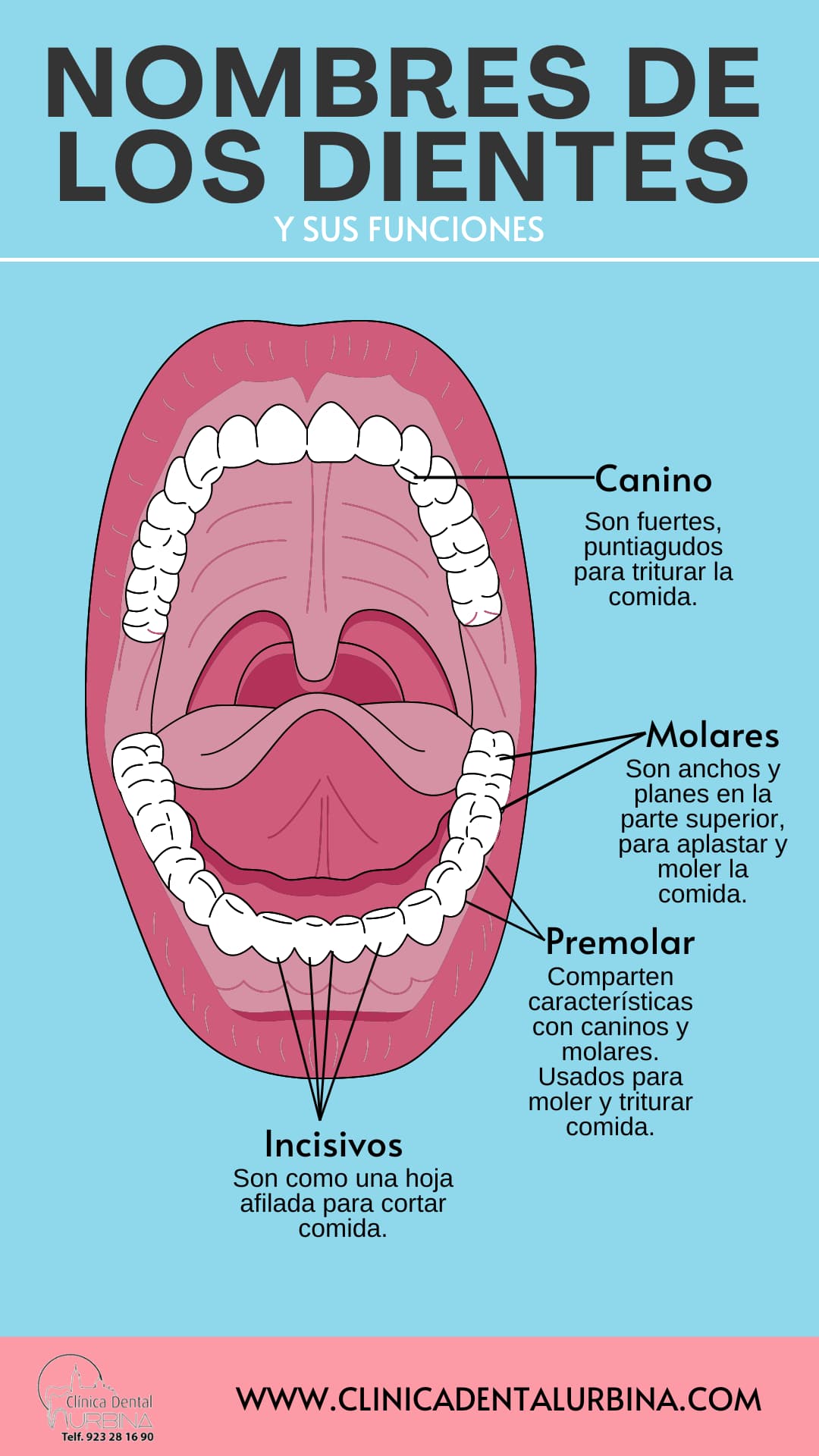 infografia nombre de los dientes