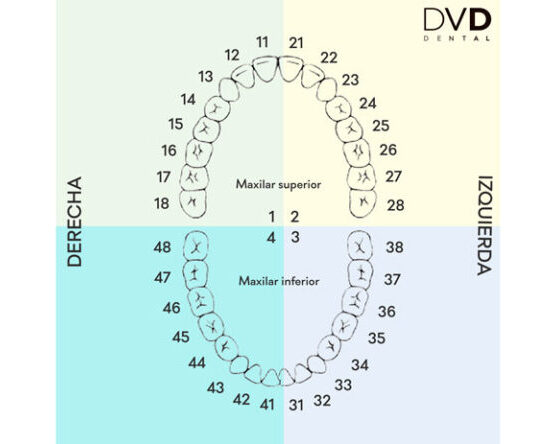 sistema de numeración dental